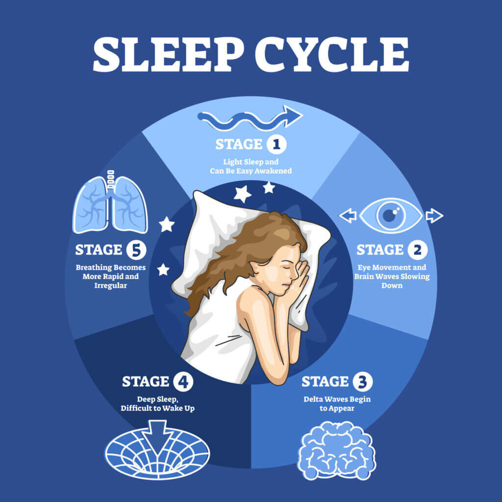 Schlafzyklus